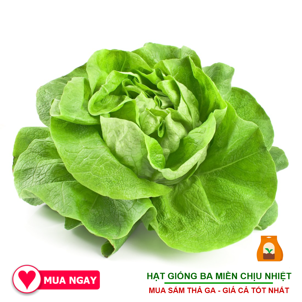 Hạt Giống Xà Lách Búp UFO 2 Gram Trang Nông