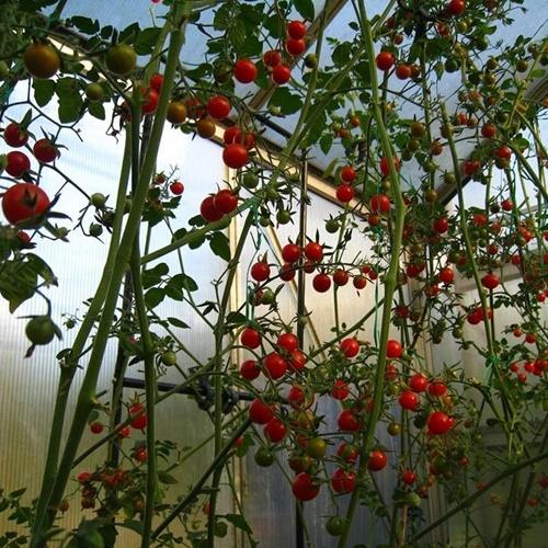 Hạt Cà Chua Leo Giàn Giống. Túi 10 Hạt - Loại Dễ Trồng - Năng Xuất Cao.