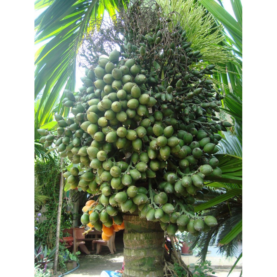 CAU LÙN - CAU TỨ QUÝ( cau lấy quả ăn trầu)