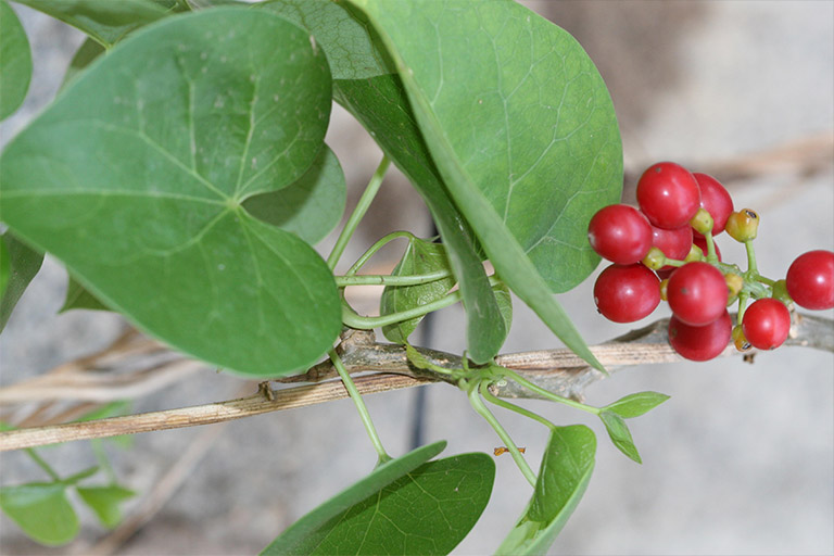 Dây đau xương khô 1kg ( hàng loại 1)