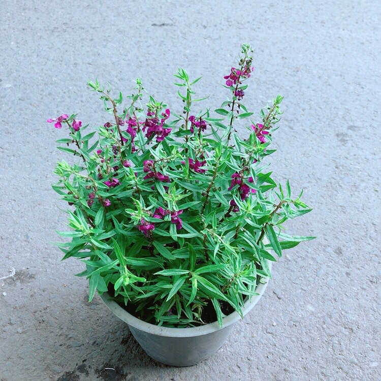 Chậu Hoa Lưu Ly