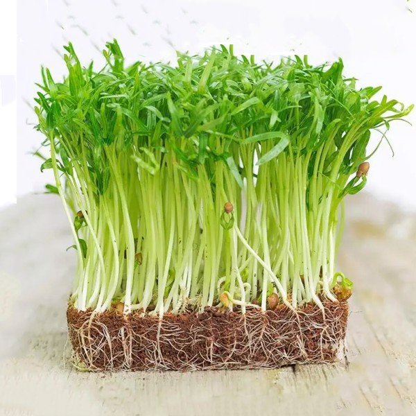 Combo 3 loại hạt rau mầm (Mầm rau muống, Mầm củ cải trắng, Mầm củ cải đỏ)