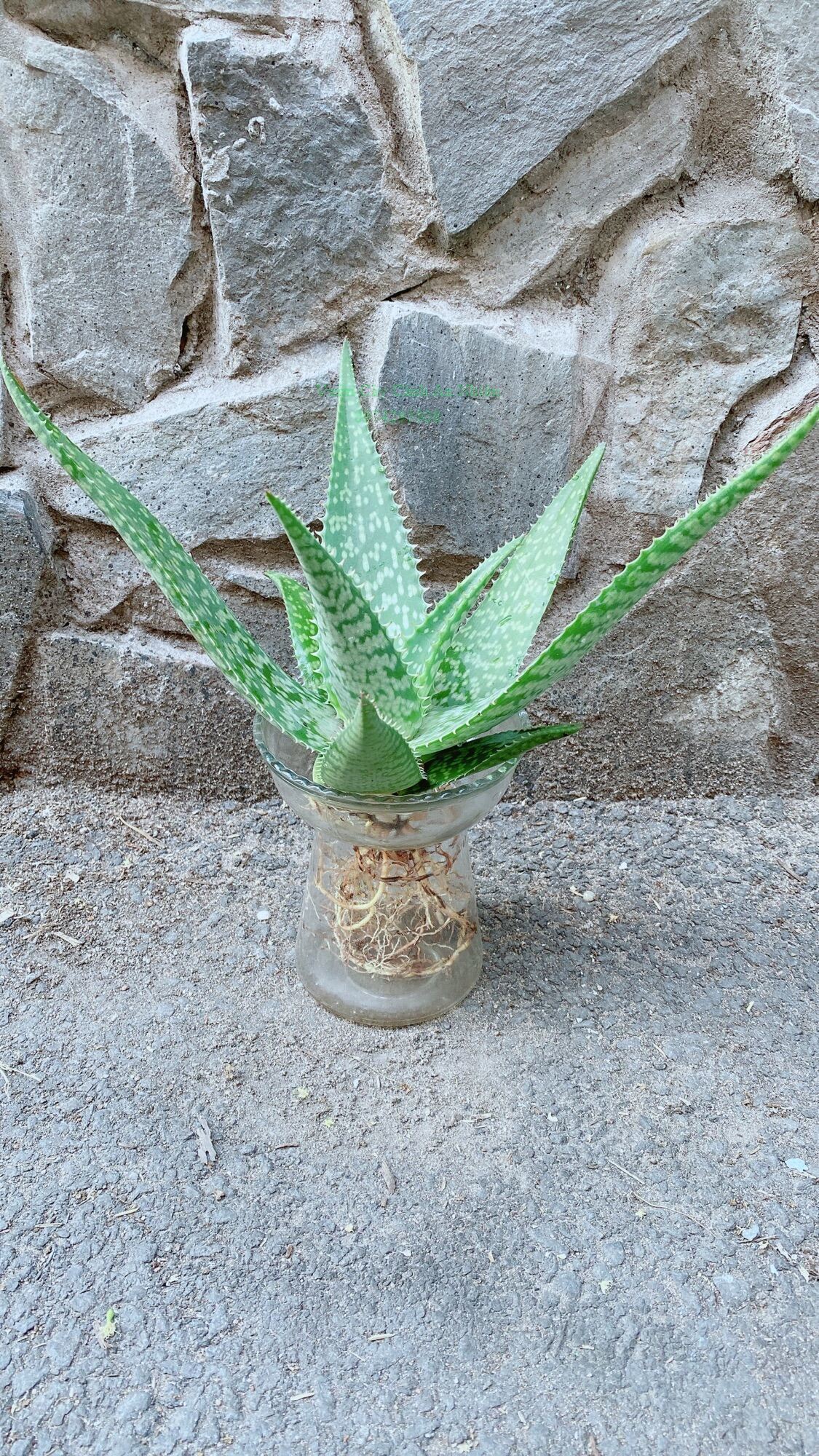 Chậu Cây Nha Đam Thái