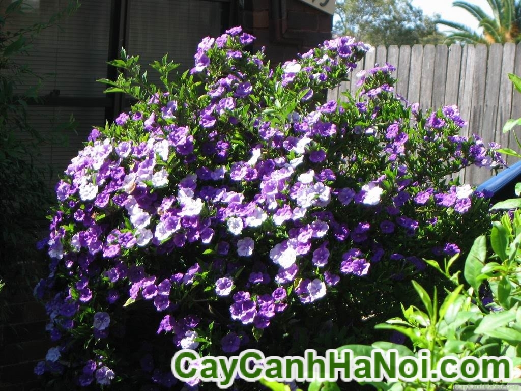 Cây nhài nhật hoặc tên lài nhật cao 30-40 cm ảnh chuẩn ảnh số 2 Cây trong bầu cứng khoẻ mạnh ko sâu bệnh không lo bị chột khi mua về, đóng gói cẩn thận chắc chắn trong qua trình vận chuyển