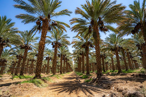 Organic Deglet Noor Dates Desert Valley 40 oz.