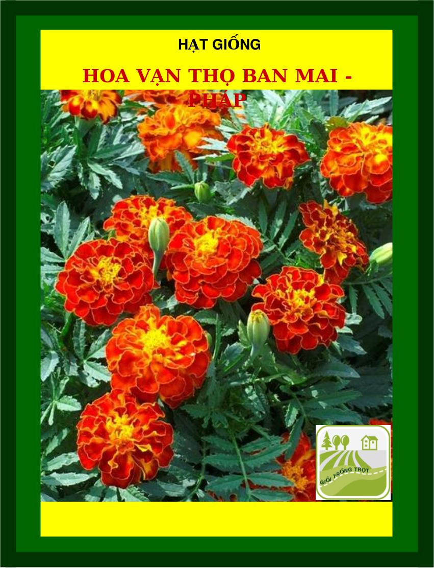 20H - Hạt Giống Hoa Vạn Thọ Nhiều Màu Dễ Trồng