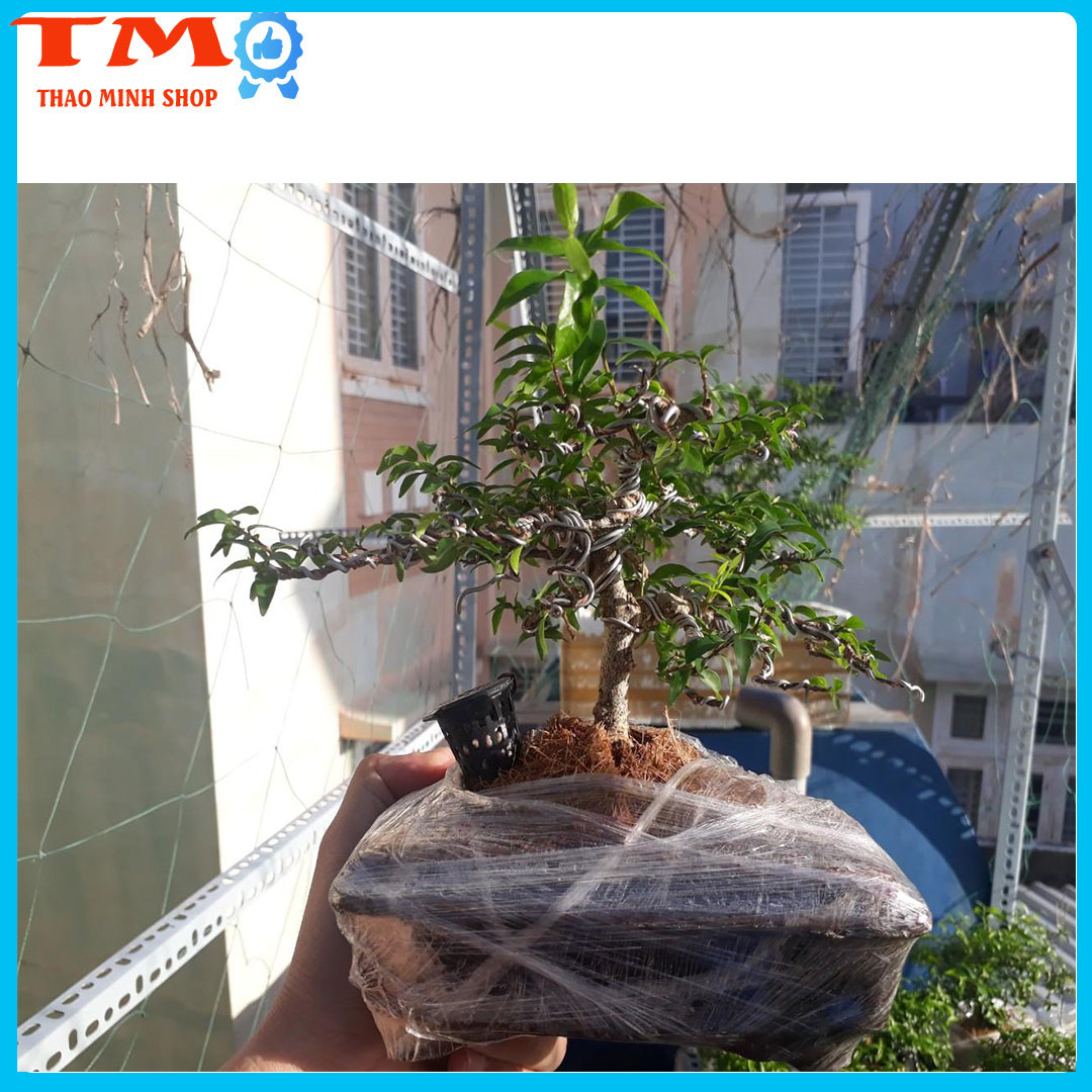 1KG PHÂN TAN CHẬM VÀ 50 GIỎ ĐỰNG NPK 13-11-11-ME
