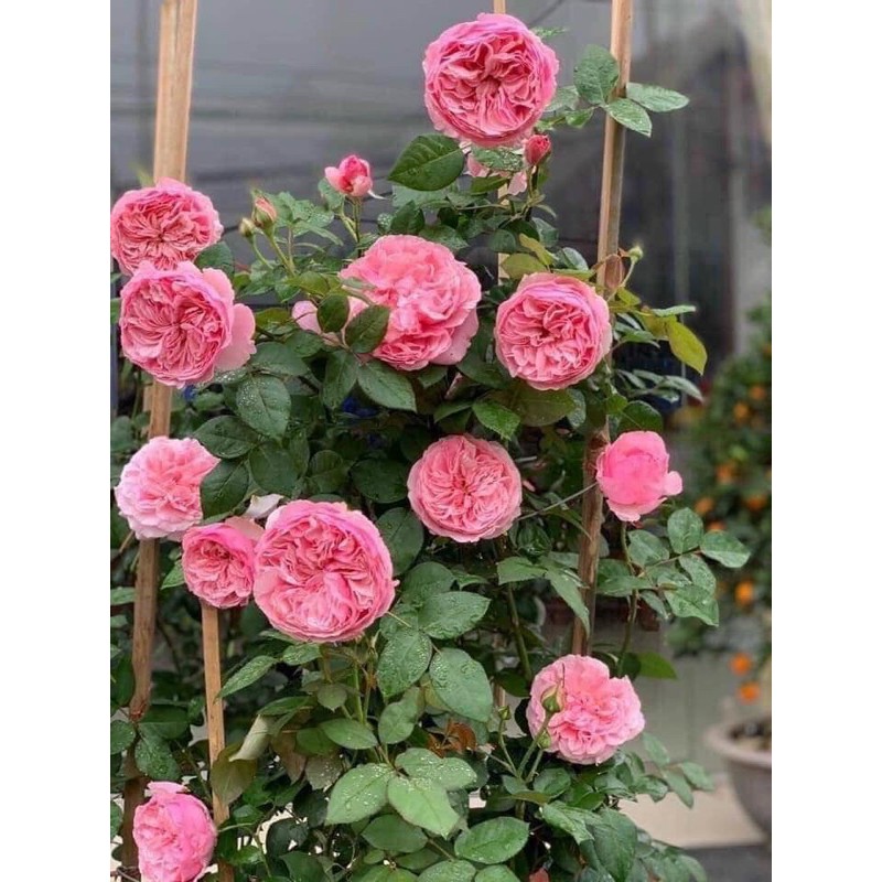 Cây hoa Hồng Carey rose- bầu to cây lớn trưởng thành