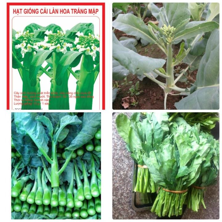 5gr hạt giống cải làn