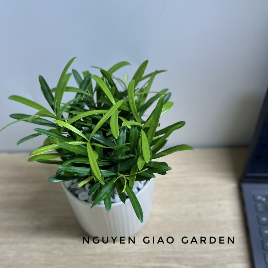 Cây tùng la hán, vạn niên tùng để bàn