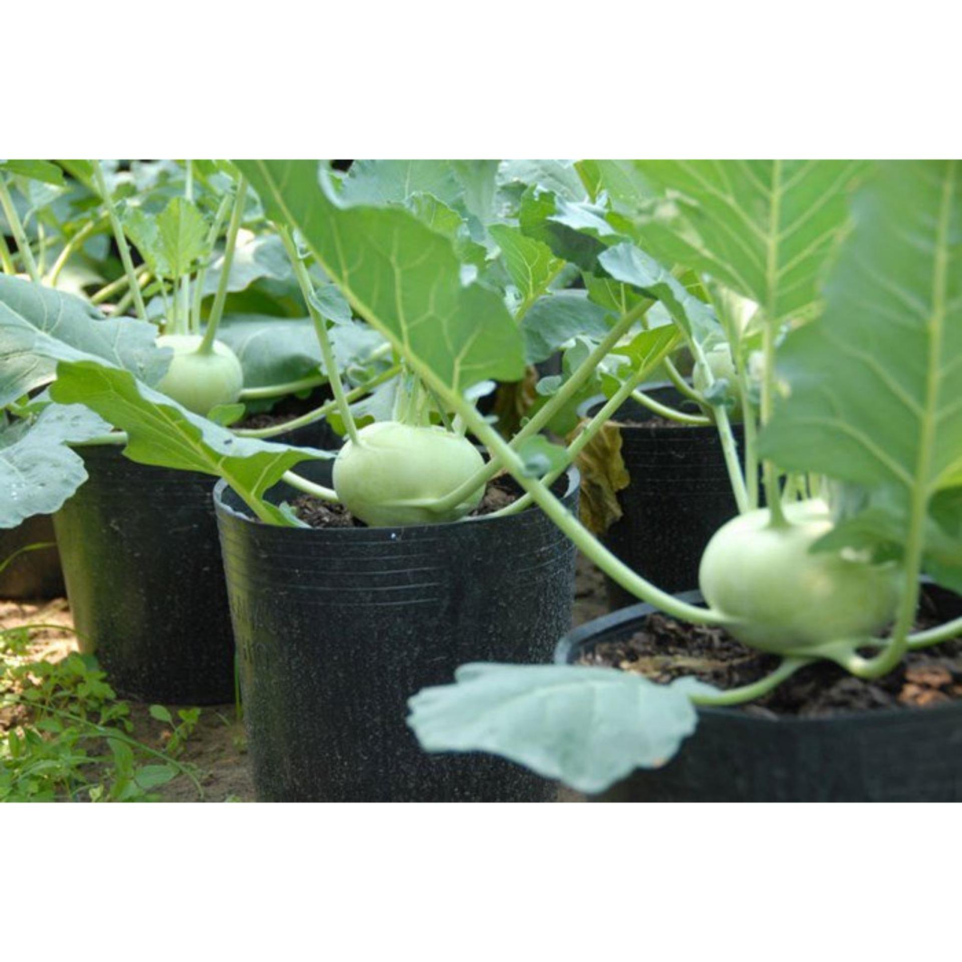 1g Hạt giống Xu hào xanh (tặng Kích nẩy mầm, Hướng dẫn ươm)