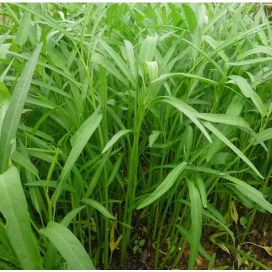 [ Gói 50g] Hạt giống Rau muống cực dễ trồng