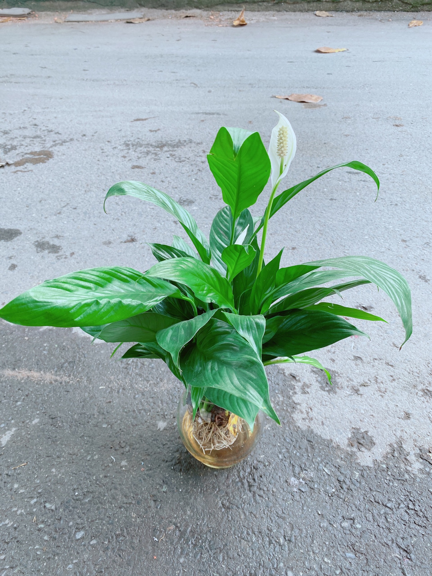 Chậu Lan Ý Thuỷ Sinh