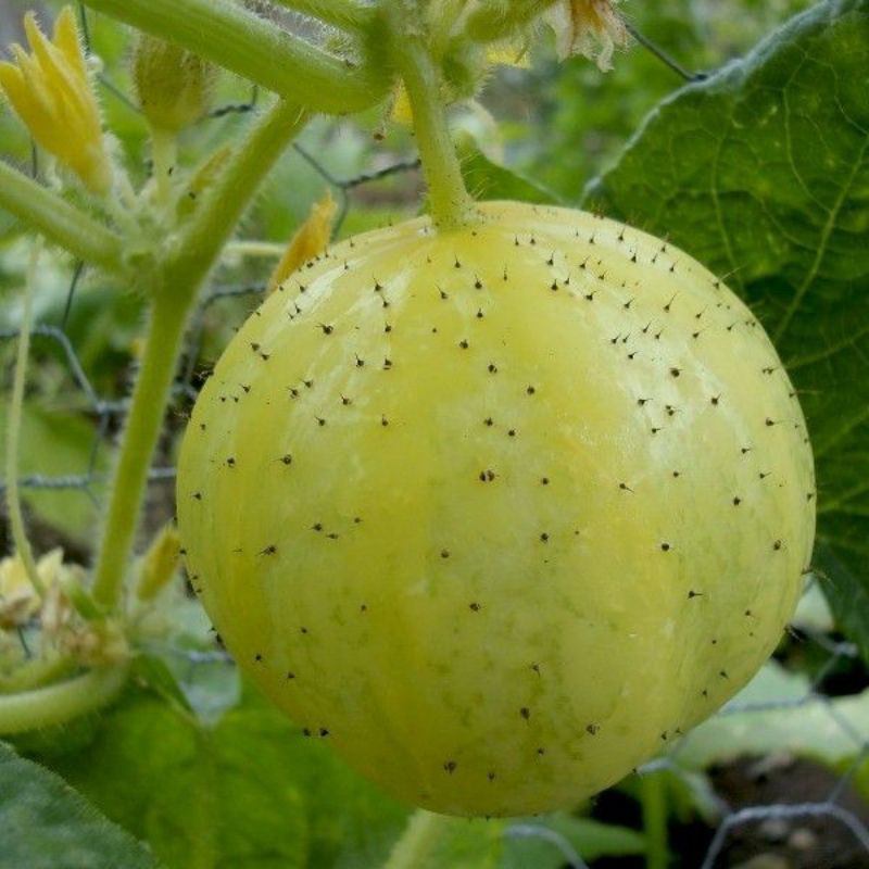 (Nk Mỹ) Hạt Giống Dưa Chuột Chanh Lemon - (15 Hạt)