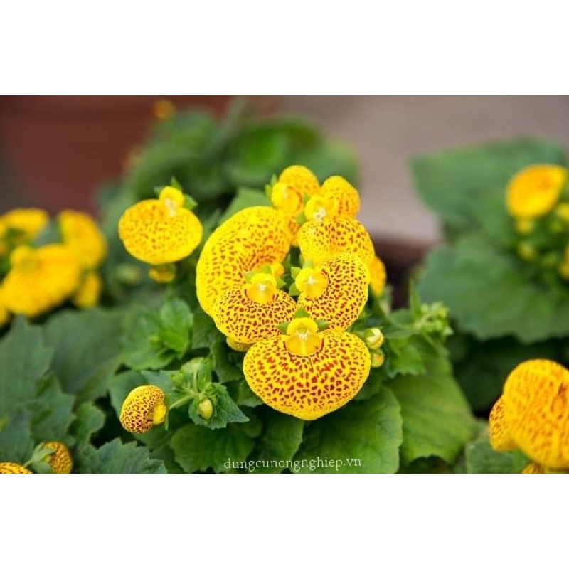 Củ hoa Huyền sam hoa tết(1set 5củ)