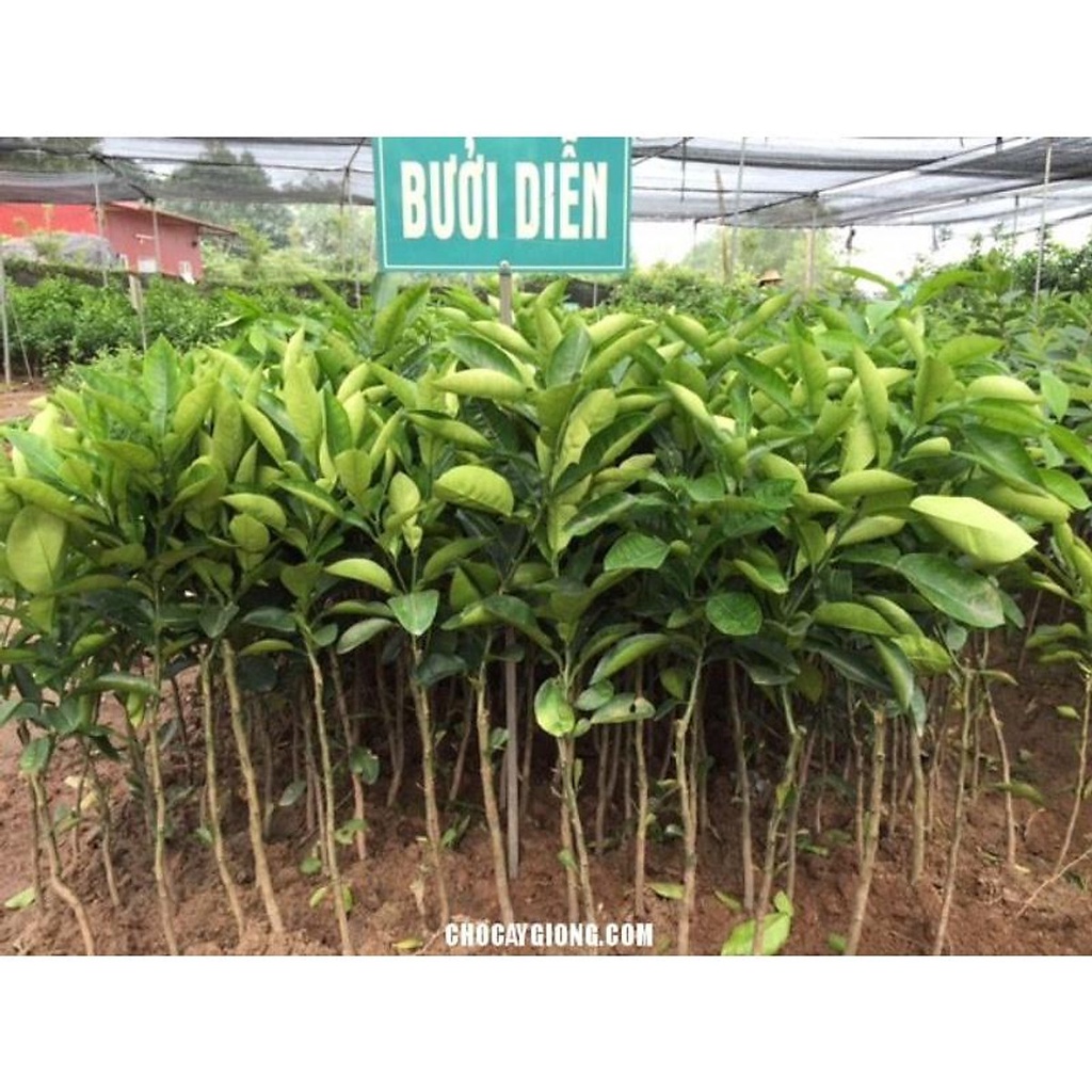 Cây giống bưởi DIỄN (siêu sớm)(CÂY GIỐNG NGỌC HIẾU)