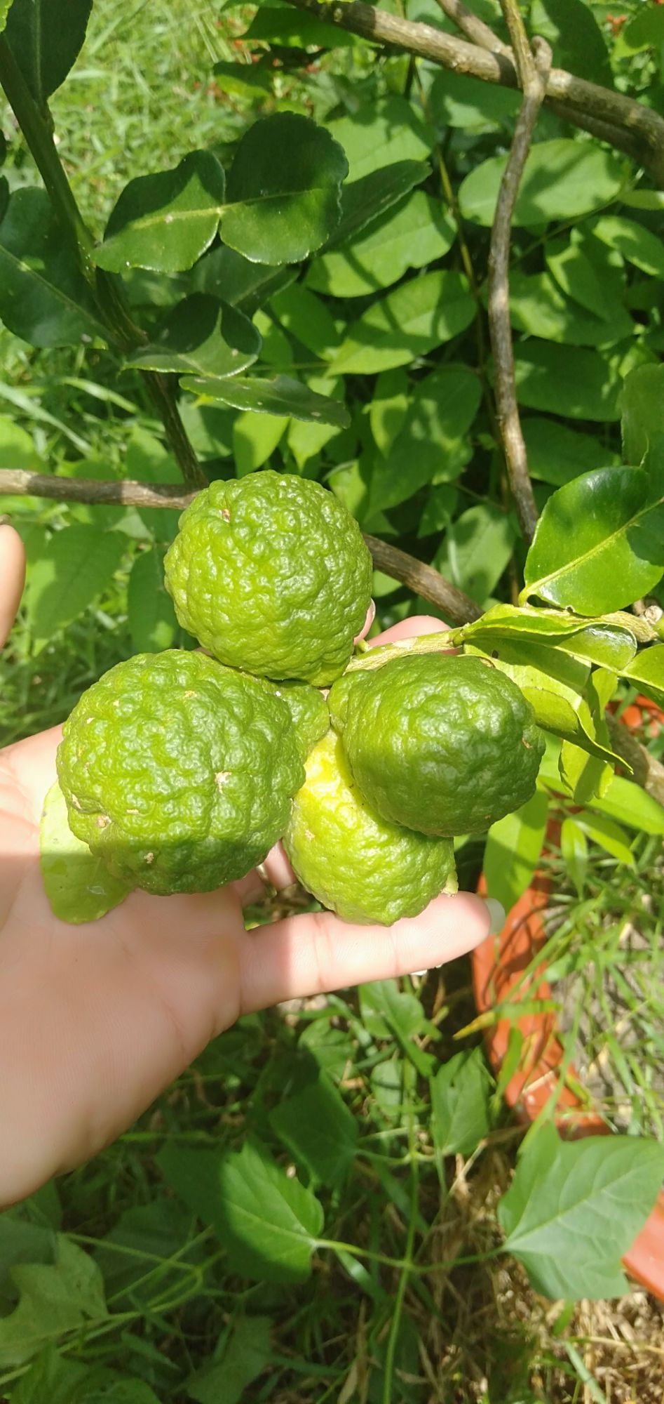 cây chúc giống 2cây
