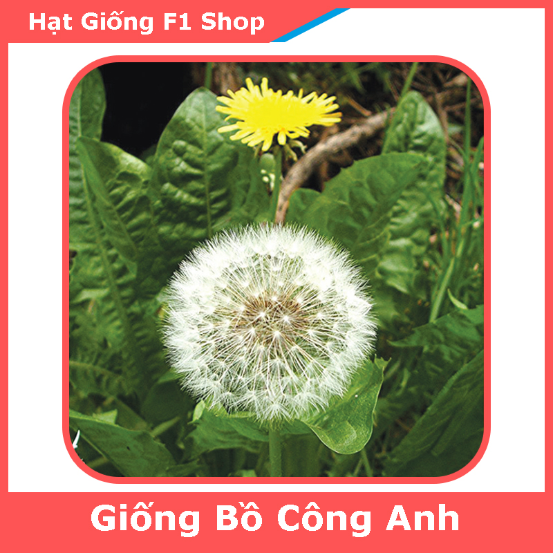 Hạt Giống Hoa Bồ Công Anh Dễ Trồng (50H) (101.F1)