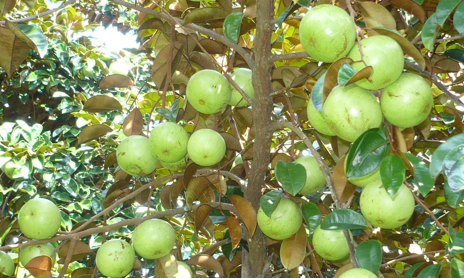 Cây giống vú sữa trắng quả tròn hàng gieo hạt