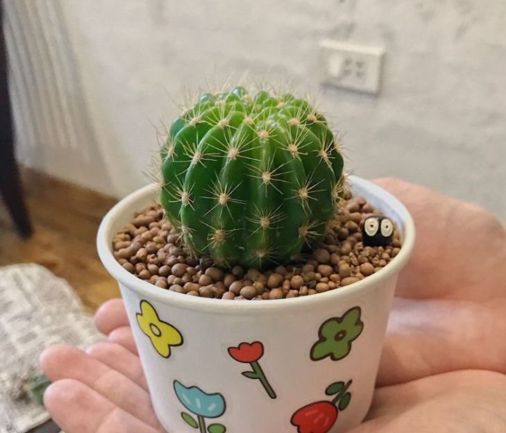 Xương rồng bí ngô xanh (Size 3-4cm)