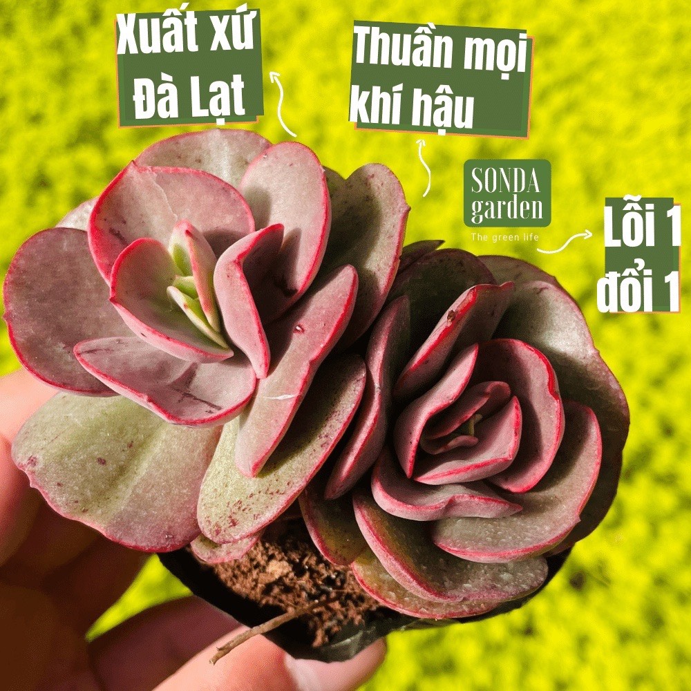 Sen đá suyon size bé siêu khỏe đẹp lỗi 1 đổi 1