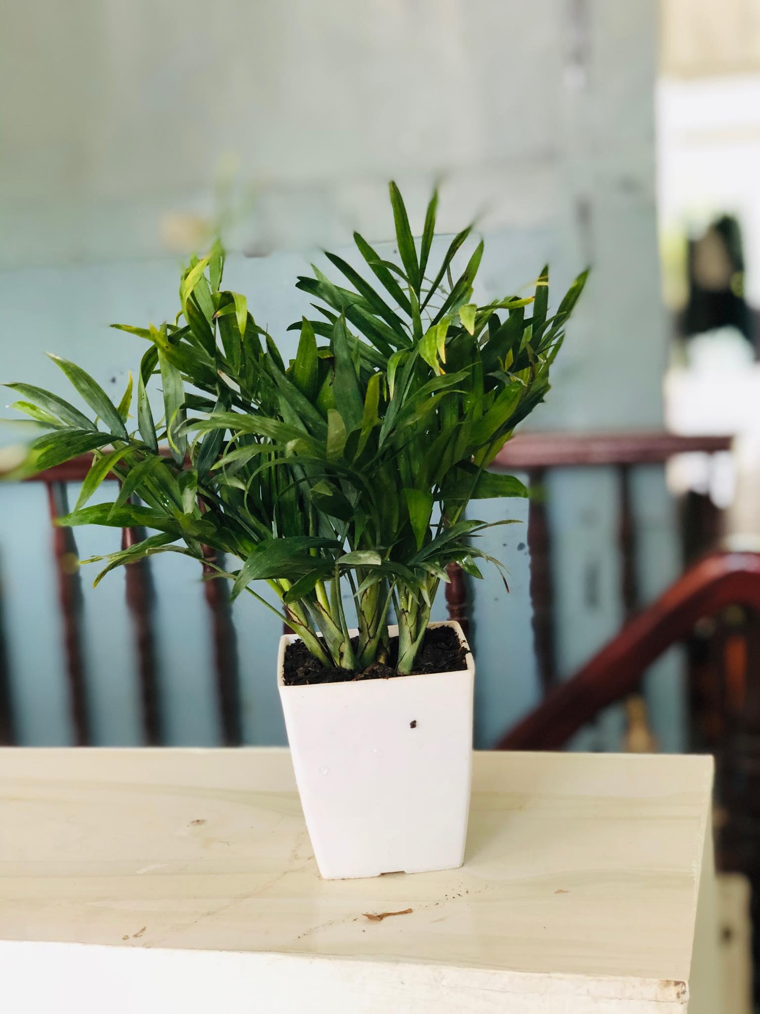 Cây cau tiểu trâm