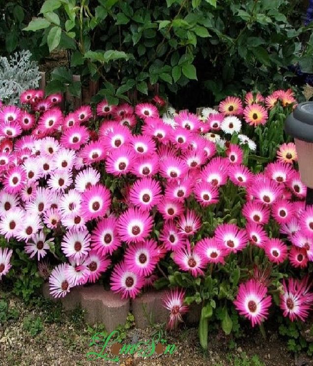 10H African Mix Flower Seeds - Pack of 20 Seeds