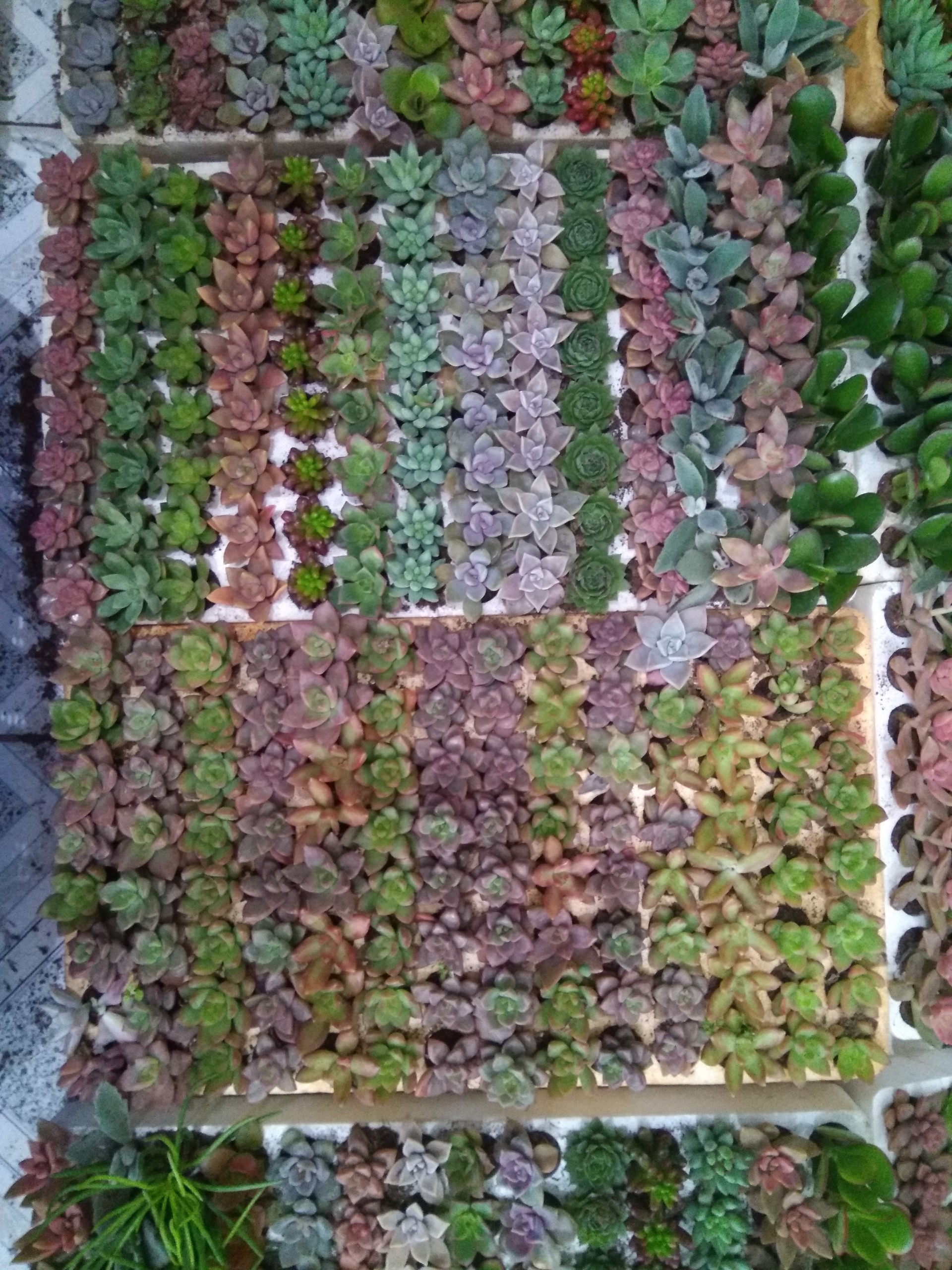 Combo 30 cây sen vỉ (14-20 loại) size vỉ 3-4cm
