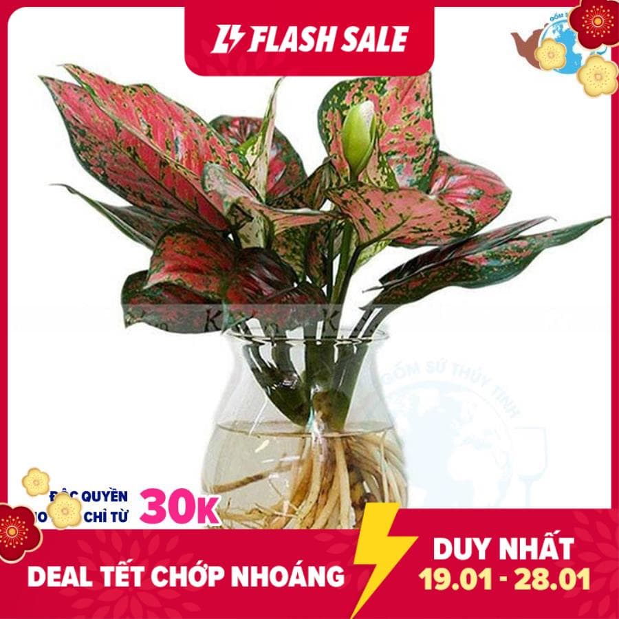 [HCM]Chậu trồng cây thủy canh hình bầu dục nhỏ - lọ thủy tinh