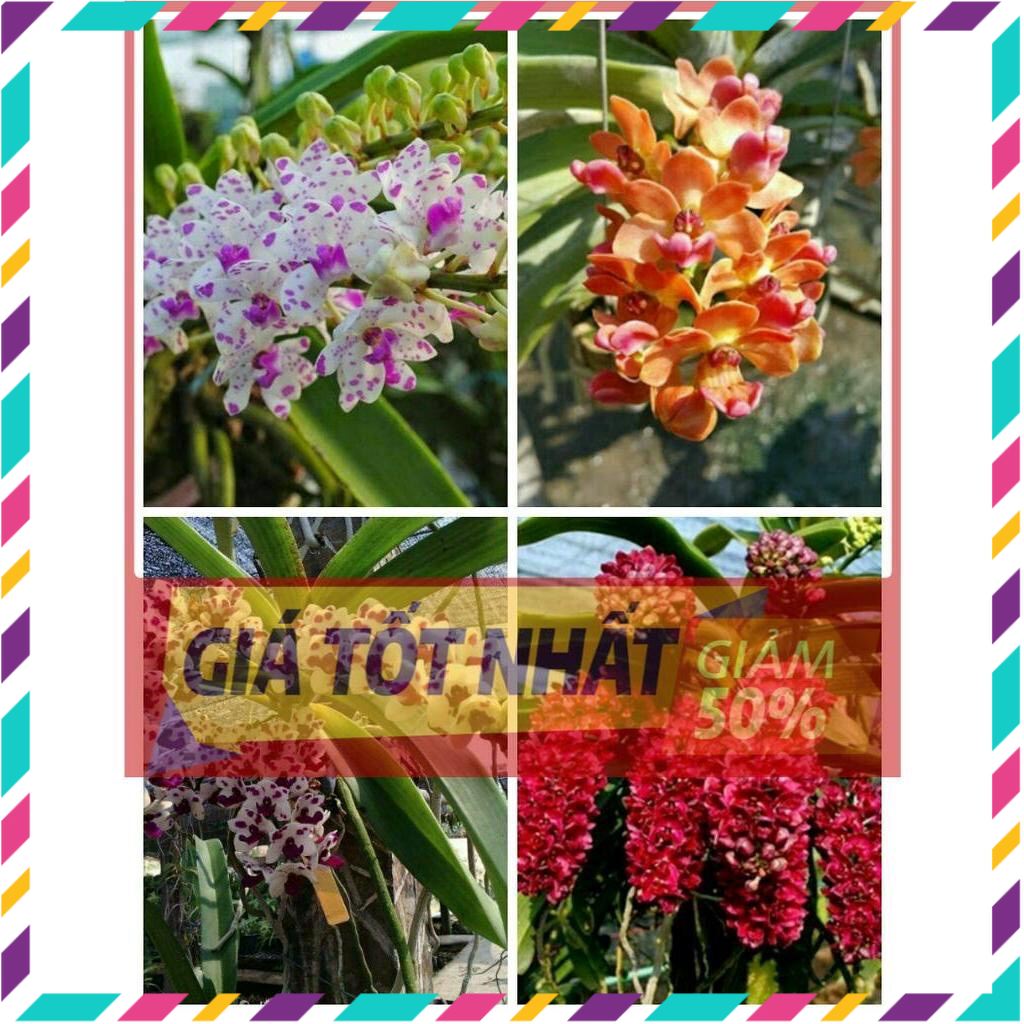 Hoa lan đai châu(1 cây)