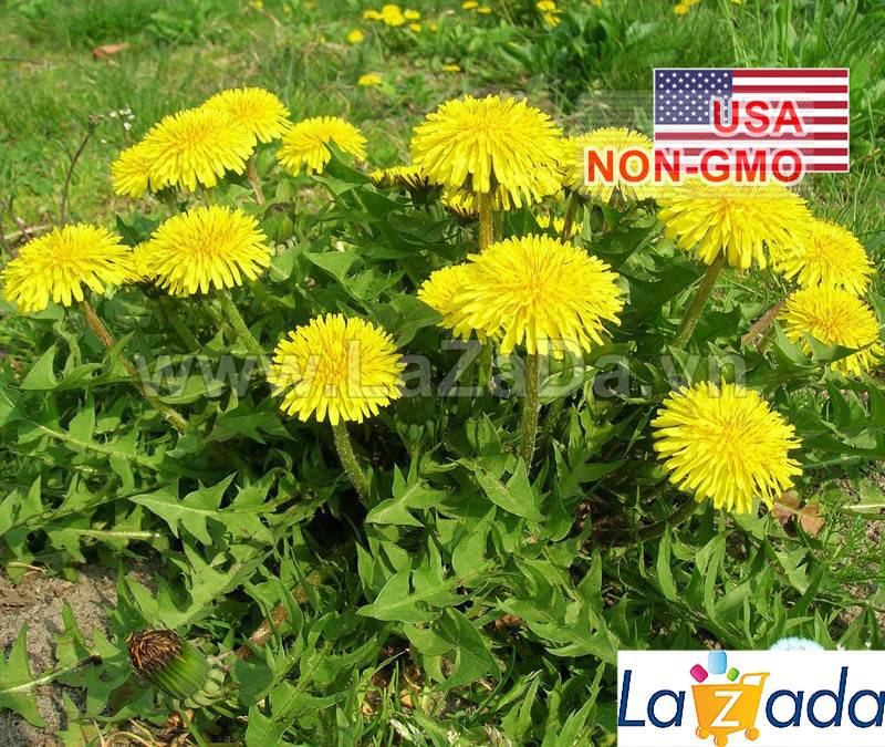 100h Hạt Giống Rau Bồ Công Anh (A2.401| C10*V45*M198)