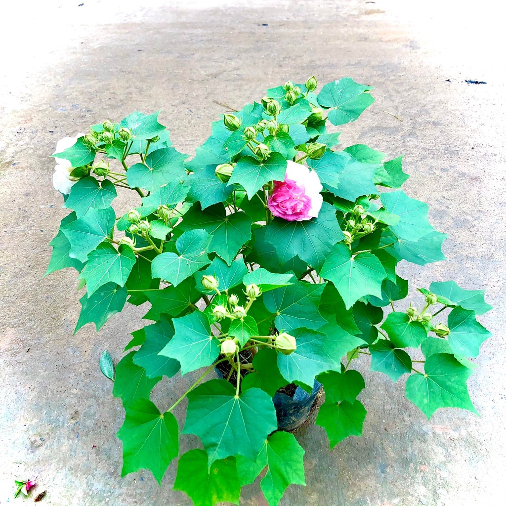Cây hoa phù dung đổi màu đang hoa cao 70cm (ảnh thật)