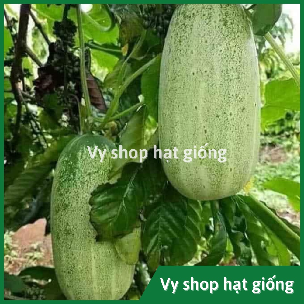 Hạt giống dưa chuột mèo (dưa leo) Thái Lan gói 200 hạt
