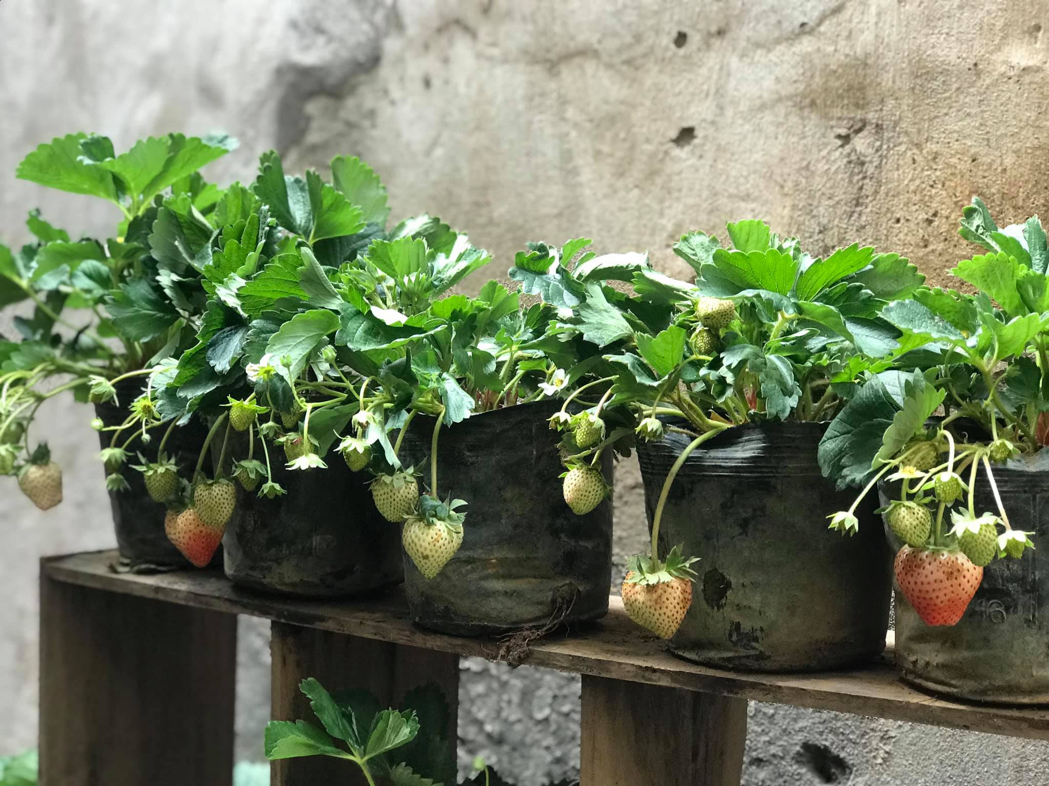 (KM TẾT) Combo 2 câu dâu tây đang quả choi tết