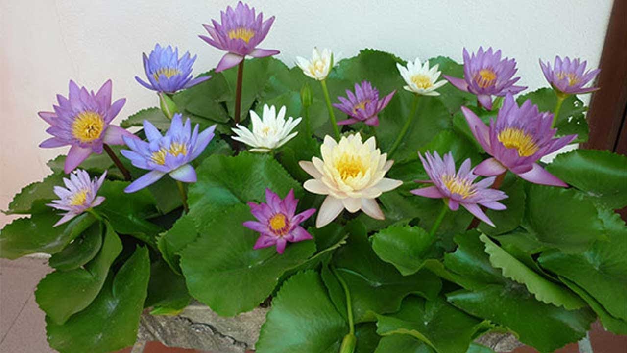 Phân bón chuyên dùng hoa súng sen