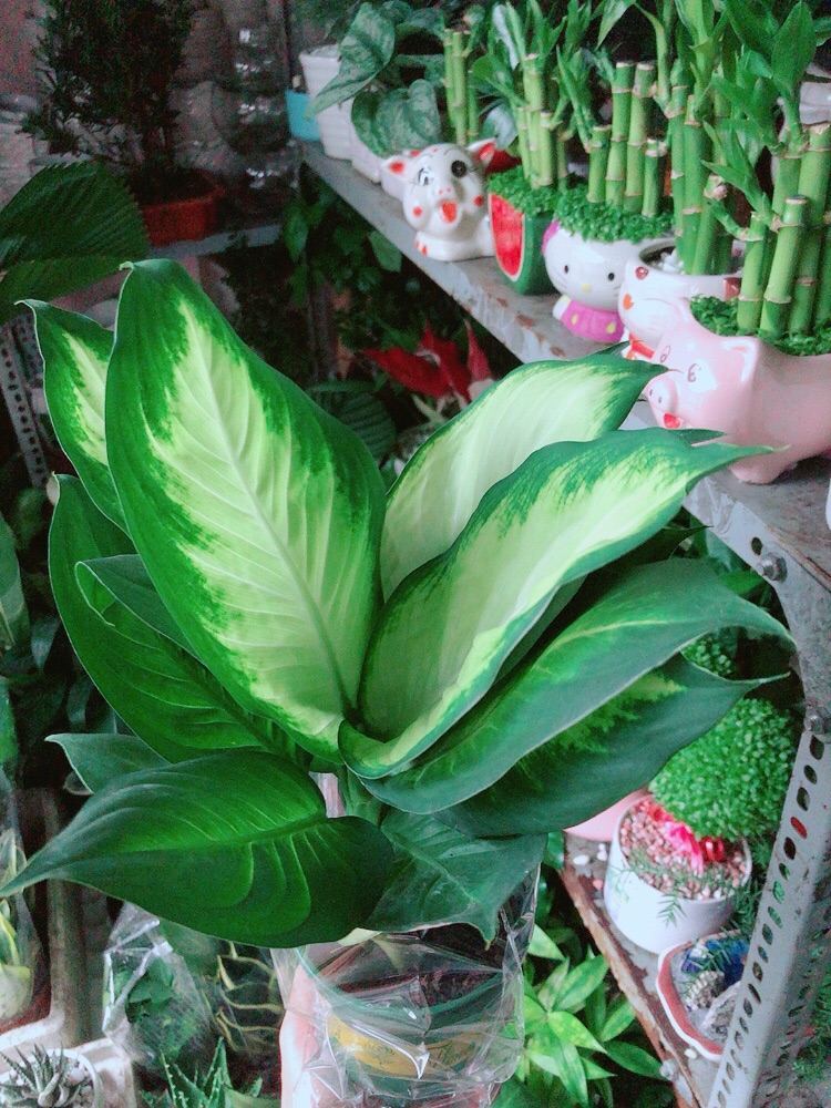 Vạn Niên Thanh