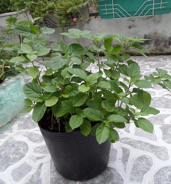 Rau ngót nhật