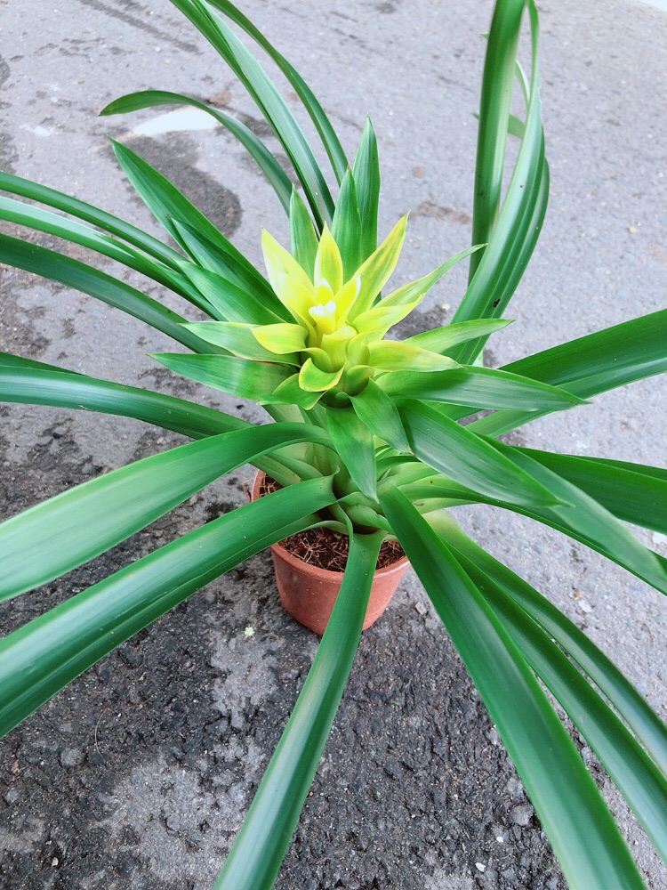 Cây Phát Lộc Hoa Màu Vàng