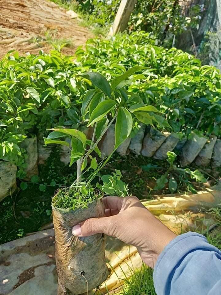 Cây giống lan tỏi