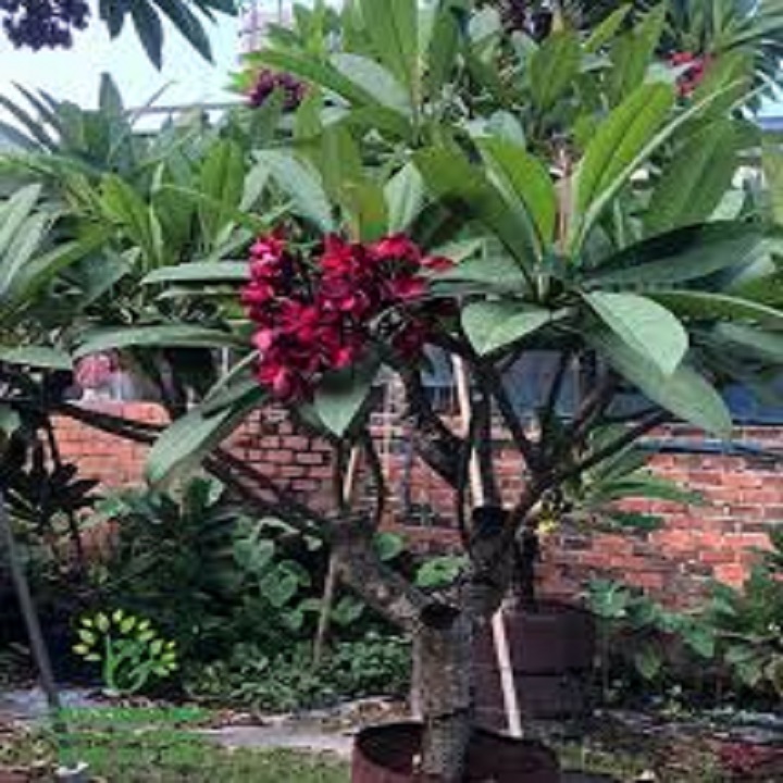Cây đại đỏ , cây đẹp chuẩn giống