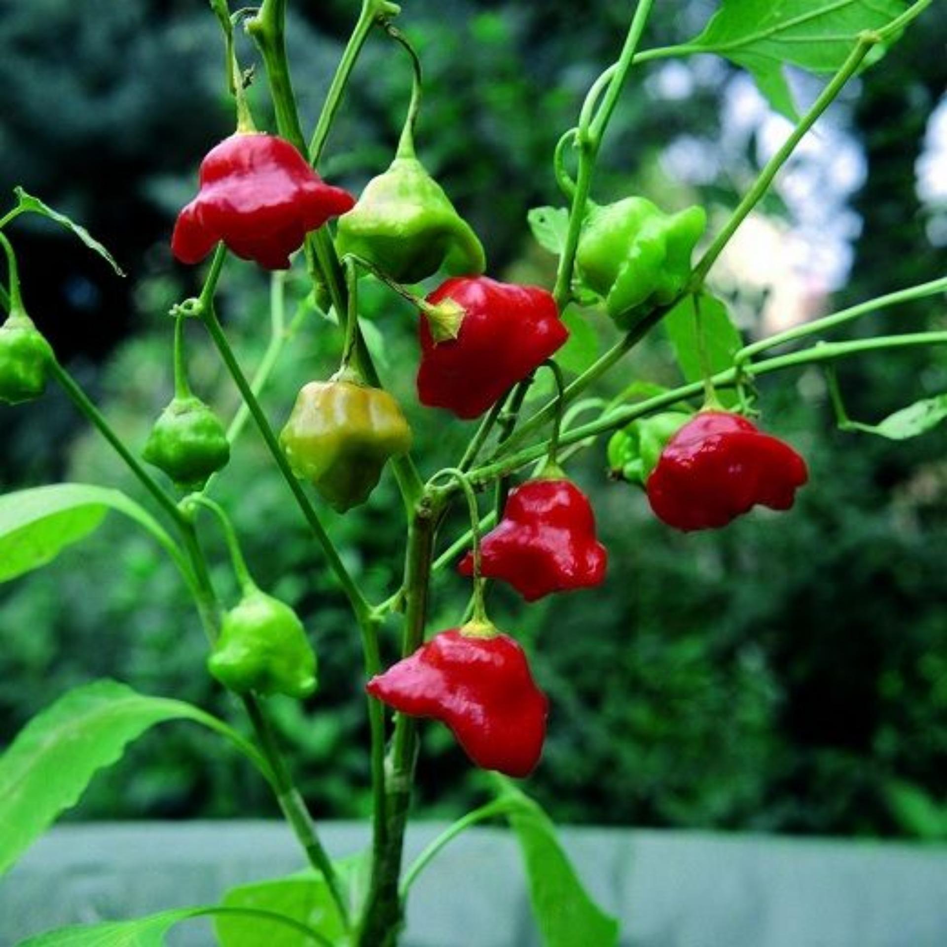 30 Hạt giống Ớt hoa hồng (tặng Kích nẩy mầm, Hướng dẫn ươm)