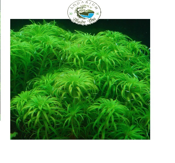 Cây Tonia_Cây thái dương thảo _Cây thủy sinh Cắt Cắm full lá nước