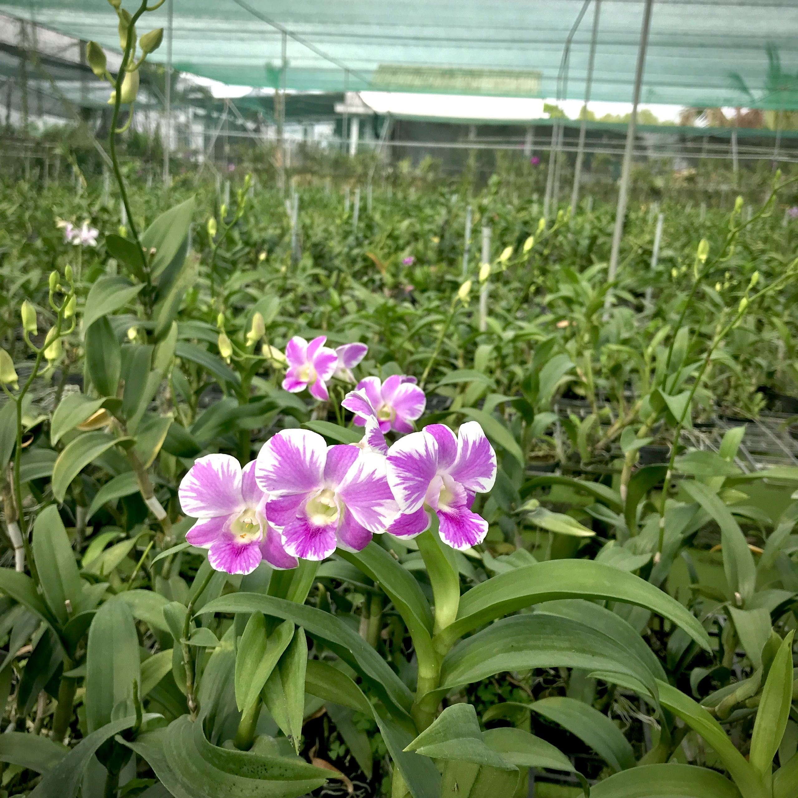 Dendro Chớp Hồng