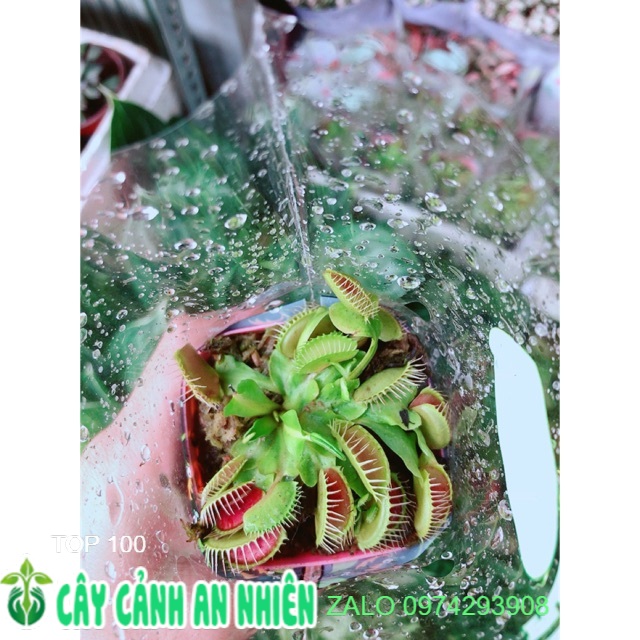 Cây bẫy kẹp bắt côn trùng