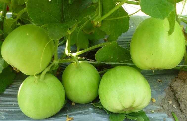 [HCM]0.2gr Giống Dưa Lê Siêu Ngọt,Siêu Trái