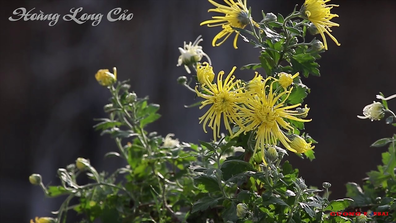 Cúc cổ Hoàng Long Cảo -(cây giống)