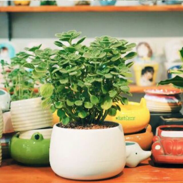 SEN ĐÁ LÁ THƠM SIZE LỚN (TẶNG CHẬU)