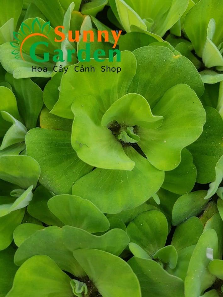 5 Cây Bèo Tai Tượng Loại To - Cây Thủy Sinh