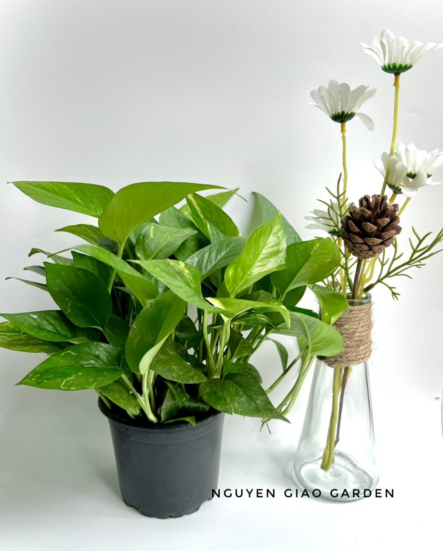 Cây Trầu Bà Xanh Chậu Nhựa