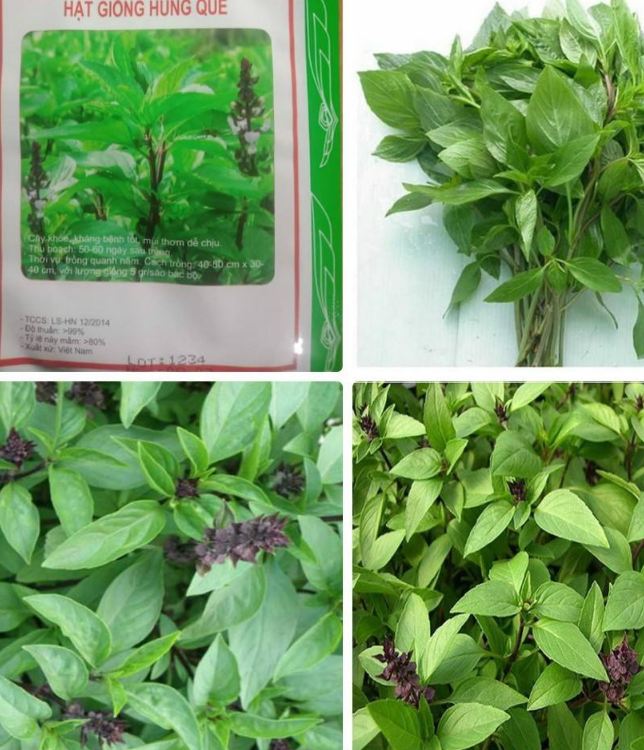 Hạt Giống Rau Húng Quế - Gói 2gram - VTNN2